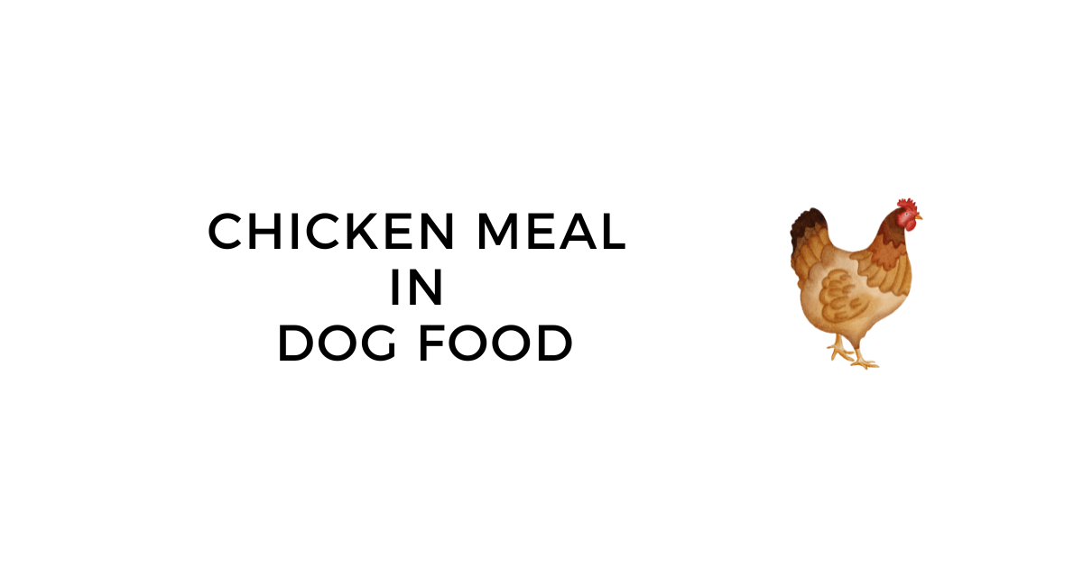 Chicken Meal in Dog Food Safe Ingredient Guide for Dogs