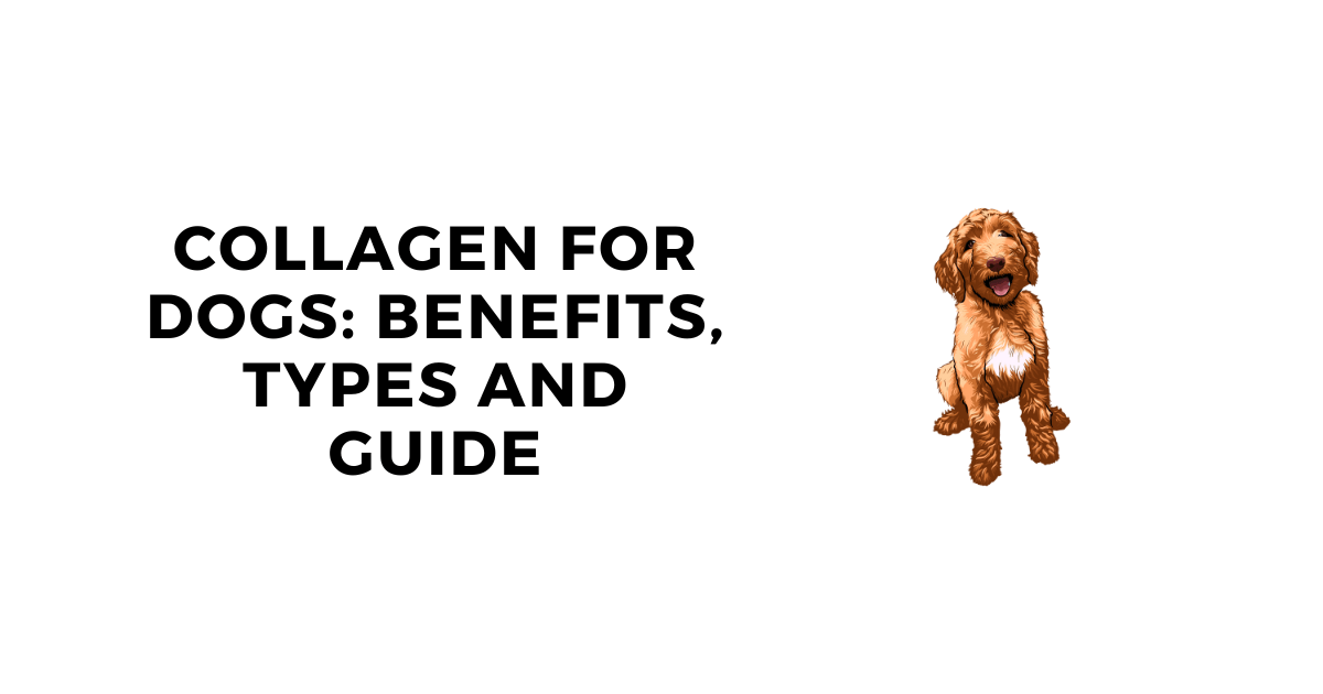 Collagen for Dogs: Benefits, Types and Complete Guide