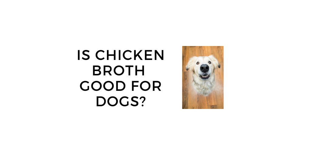 Is chicken broth good for dogs best sale