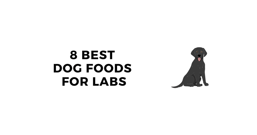 The Best Dog Food for Labs Top 8 Dog Foods for Labrador Retrievers