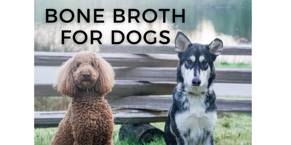 bone broth for dogs: everything you need to know