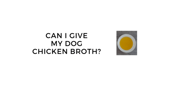 Can I Give My Dog Chicken Broth?