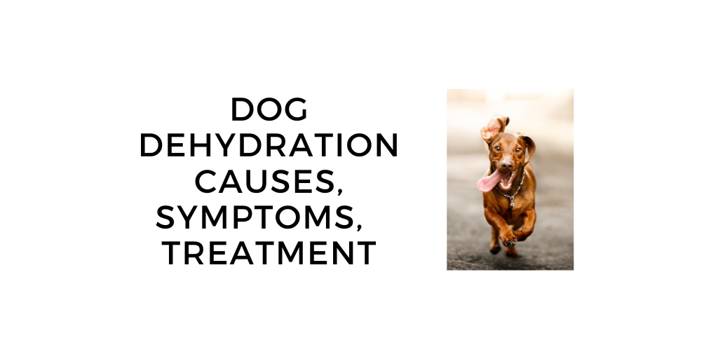 How to Treat Dog Dehydration: Causes, Symptoms and Safe Treatment