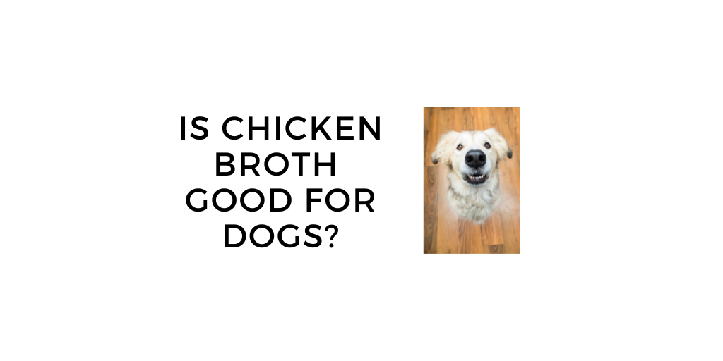 Is Chicken Broth Good for Dogs? Recipe, Benefits & More